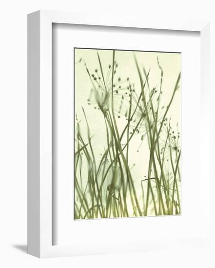 Watery Grasses 1-Jenny Kraft-Framed Art Print