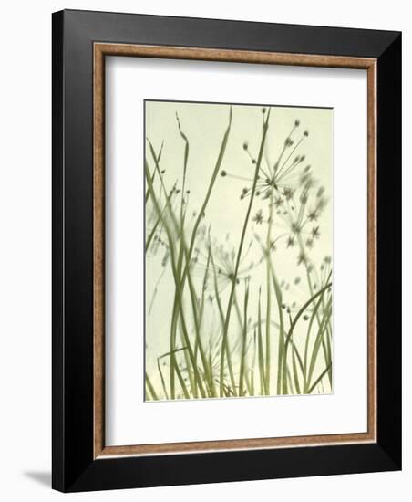 Watery Grasses 2-Jenny Kraft-Framed Art Print