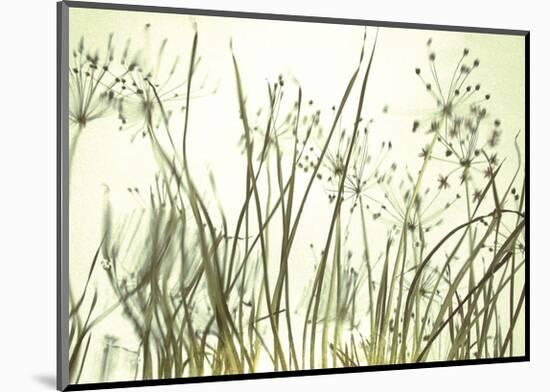 Watery Grasses 3-Jenny Kraft-Mounted Art Print