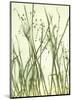 Watery Grasses I-Jenny Kraft-Mounted Giclee Print