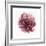 Watery Red Bloom 1-Sandra Smith-Framed Art Print