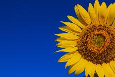 Sunflower-Watiporn-Photographic Print