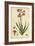 Watsonia, Pl. CCLXXVI-Phillip Miller-Framed Art Print