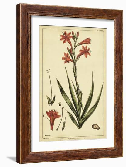 Watsonia, Pl. CCLXXVI-Phillip Miller-Framed Art Print