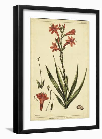 Watsonia, Pl. CCLXXVI-Phillip Miller-Framed Art Print