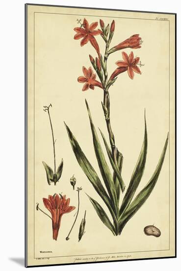 Watsonia, Pl. CCLXXVI-Phillip Miller-Mounted Art Print