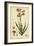 Watsonia, Pl. CCLXXVI-Phillip Miller-Framed Art Print