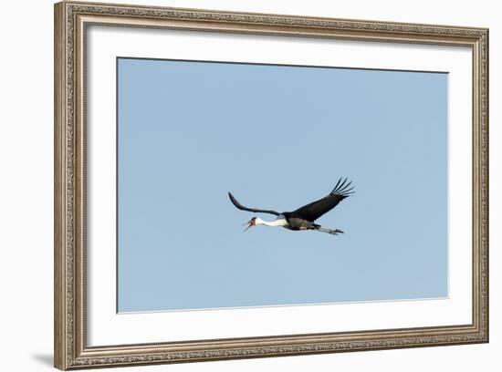 Wattled Crane, Moremi Game Reserve, Botswana-Paul Souders-Framed Photographic Print