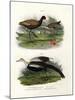 Wattled Jacana, 1864-null-Mounted Giclee Print