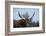 Watusi Cattle, Private Game Ranch, Great Karoo, South Africa-Pete Oxford-Framed Photographic Print