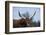 Watusi Cattle, Private Game Ranch, Great Karoo, South Africa-Pete Oxford-Framed Photographic Print