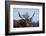 Watusi Cattle, Private Game Ranch, Great Karoo, South Africa-Pete Oxford-Framed Photographic Print