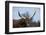 Watusi Cattle, Private Game Ranch, Great Karoo, South Africa-Pete Oxford-Framed Photographic Print