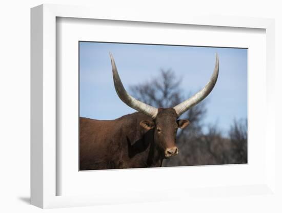 Watusi Cattle, Private Game Ranch, Great Karoo, South Africa-Pete Oxford-Framed Photographic Print