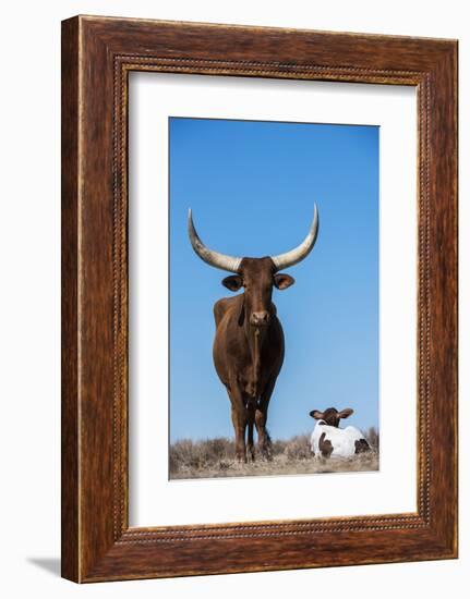 Watusi Cattle, Private Game Ranch, Great Karoo, South Africa-Pete Oxford-Framed Photographic Print