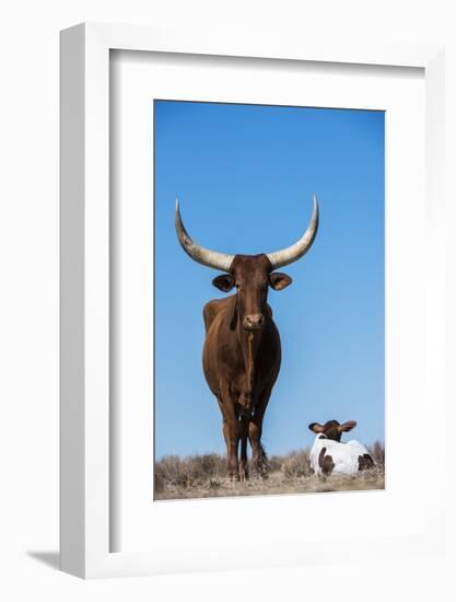 Watusi Cattle, Private Game Ranch, Great Karoo, South Africa-Pete Oxford-Framed Photographic Print