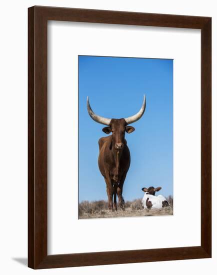 Watusi Cattle, Private Game Ranch, Great Karoo, South Africa-Pete Oxford-Framed Photographic Print