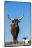 Watusi Cattle, Private Game Ranch, Great Karoo, South Africa-Pete Oxford-Mounted Photographic Print