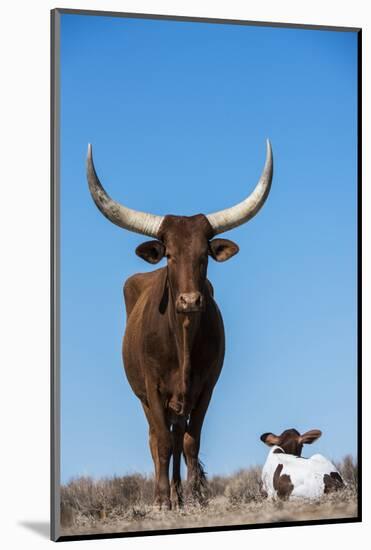 Watusi Cattle, Private Game Ranch, Great Karoo, South Africa-Pete Oxford-Mounted Photographic Print