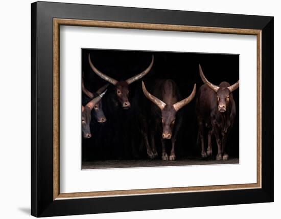 Watusi family-Xavier Ortega-Framed Photographic Print