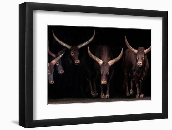 Watusi family-Xavier Ortega-Framed Photographic Print