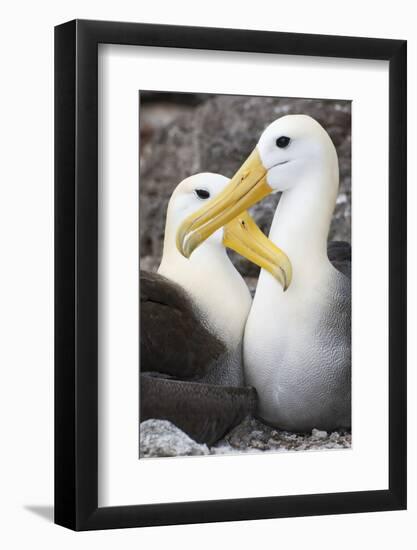 Waved albatross courting pair, Galapagos, Ecuador-Tui De Roy-Framed Photographic Print