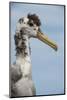 Waved Albatross, Espanola Island Galapagos Islands, Ecuador, Endemic-Pete Oxford-Mounted Photographic Print