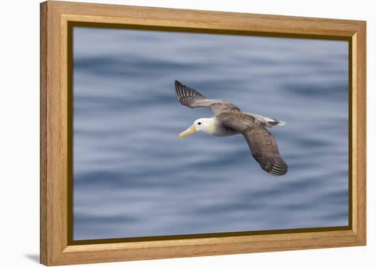 Waved albatross flying, Espanola Island, Galapagos Islands, Ecuador.-Adam Jones-Framed Premier Image Canvas