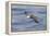 Waved albatross flying, Espanola Island, Galapagos Islands, Ecuador.-Adam Jones-Framed Premier Image Canvas