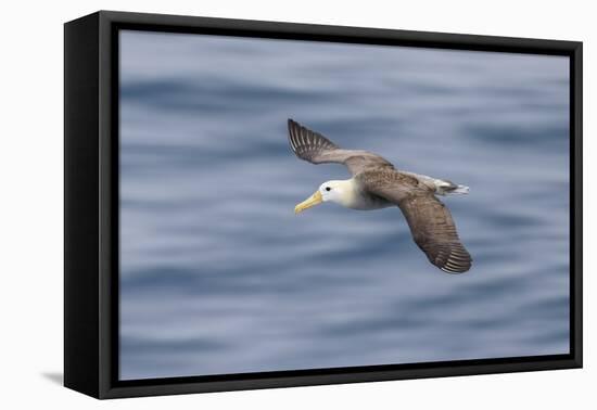 Waved albatross flying, Espanola Island, Galapagos Islands, Ecuador.-Adam Jones-Framed Premier Image Canvas