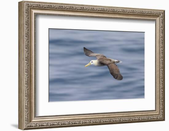 Waved albatross flying, Espanola Island, Galapagos Islands, Ecuador.-Adam Jones-Framed Photographic Print