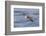 Waved albatross flying, Espanola Island, Galapagos Islands, Ecuador.-Adam Jones-Framed Photographic Print