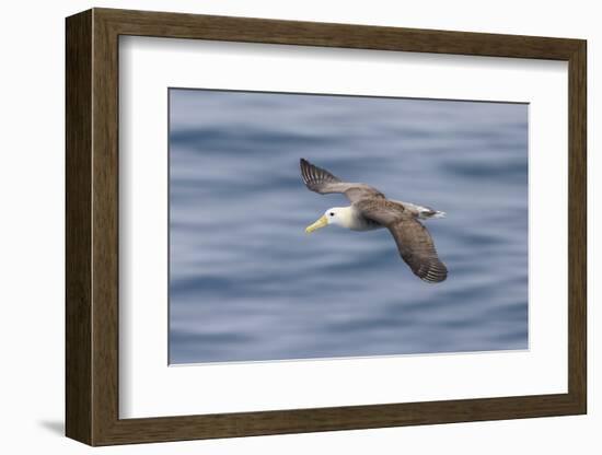 Waved albatross flying, Espanola Island, Galapagos Islands, Ecuador.-Adam Jones-Framed Photographic Print