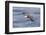 Waved albatross flying, Espanola Island, Galapagos Islands, Ecuador.-Adam Jones-Framed Photographic Print