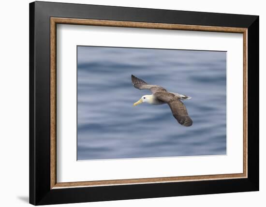 Waved albatross flying, Espanola Island, Galapagos Islands, Ecuador.-Adam Jones-Framed Photographic Print