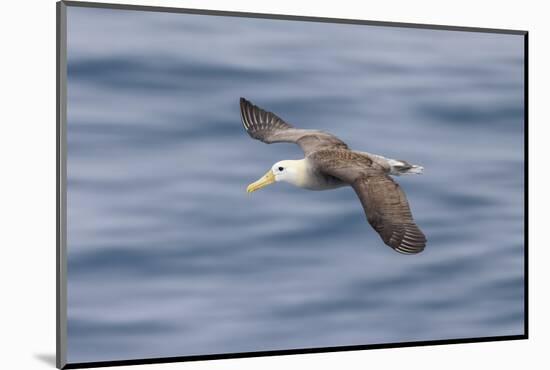 Waved albatross flying, Espanola Island, Galapagos Islands, Ecuador.-Adam Jones-Mounted Photographic Print