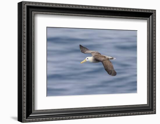 Waved albatross flying, Espanola Island, Galapagos Islands, Ecuador.-Adam Jones-Framed Photographic Print