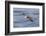 Waved albatross flying, Espanola Island, Galapagos Islands, Ecuador.-Adam Jones-Framed Photographic Print