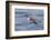 Waved albatross flying, Espanola Island, Galapagos Islands, Ecuador.-Adam Jones-Framed Photographic Print