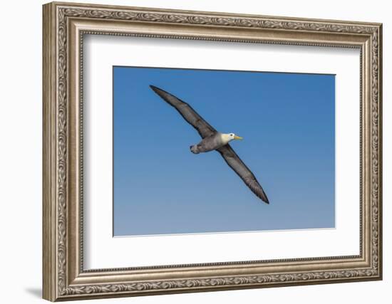 Waved albatross flying, Espanola Island, Galapagos Islands, Ecuador.-Adam Jones-Framed Photographic Print