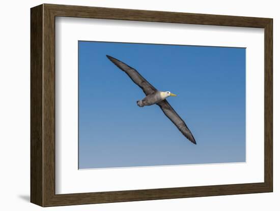 Waved albatross flying, Espanola Island, Galapagos Islands, Ecuador.-Adam Jones-Framed Photographic Print