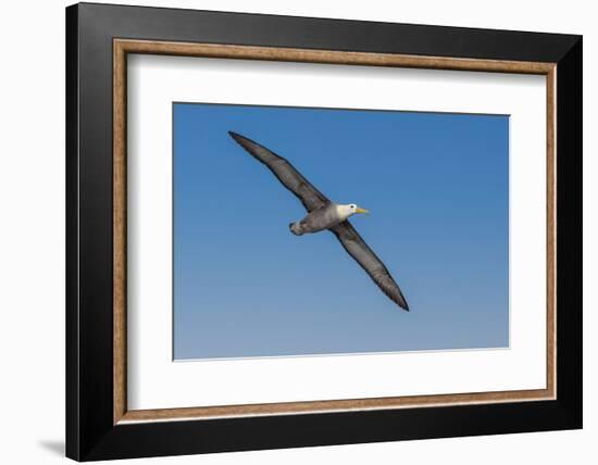 Waved albatross flying, Espanola Island, Galapagos Islands, Ecuador.-Adam Jones-Framed Photographic Print