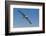 Waved albatross flying, Espanola Island, Galapagos Islands, Ecuador.-Adam Jones-Framed Photographic Print