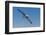 Waved albatross flying, Espanola Island, Galapagos Islands, Ecuador.-Adam Jones-Framed Photographic Print