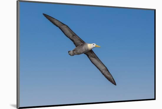 Waved albatross flying, Espanola Island, Galapagos Islands, Ecuador.-Adam Jones-Mounted Photographic Print