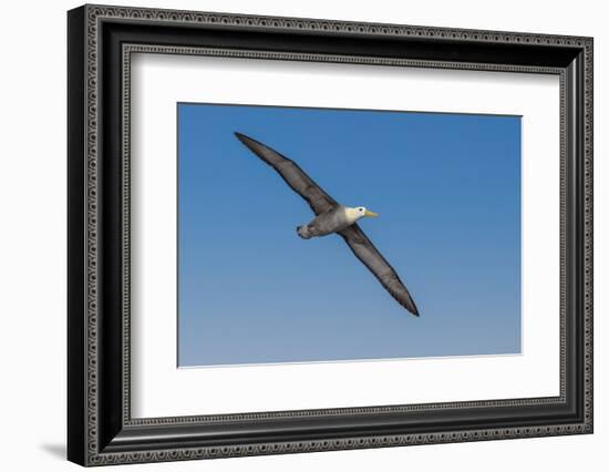 Waved albatross flying, Espanola Island, Galapagos Islands, Ecuador.-Adam Jones-Framed Photographic Print