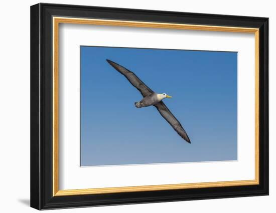 Waved albatross flying, Espanola Island, Galapagos Islands, Ecuador.-Adam Jones-Framed Photographic Print