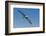 Waved albatross flying, Espanola Island, Galapagos Islands, Ecuador.-Adam Jones-Framed Photographic Print