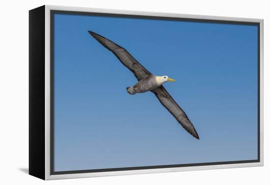 Waved albatross flying, Espanola Island, Galapagos Islands, Ecuador.-Adam Jones-Framed Premier Image Canvas