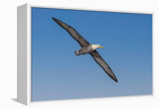 Waved albatross flying, Espanola Island, Galapagos Islands, Ecuador.-Adam Jones-Framed Premier Image Canvas